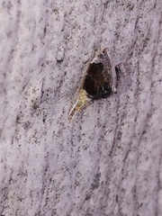 Glaphyria fulminalis