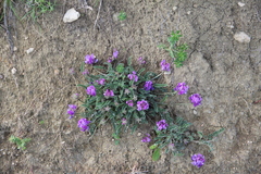 Astragalus onobrychioides