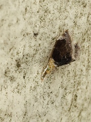 Glaphyria fulminalis