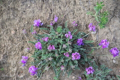 Astragalus onobrychioides
