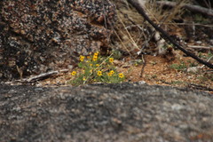 Jamesbrittenia pedunculosa