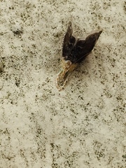 Glaphyria fulminalis