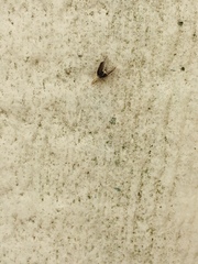 Glaphyria fulminalis