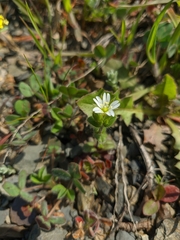 Cerastium brachypetalum