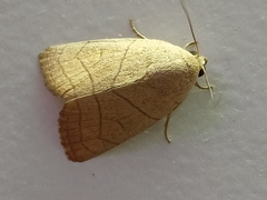 Athetis transversa