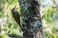 Lepidocolaptes falcinellus