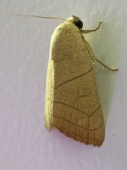 Athetis transversa