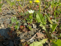 Cerastium brachypetalum