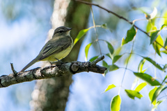 Myiopagis viridicata