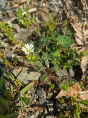 Cerastium brachypetalum