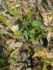 Cerastium brachypetalum