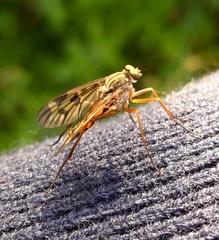 Rhagio atlanticus
