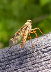 Rhagio atlanticus
