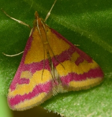 Pyrausta sanguinalis