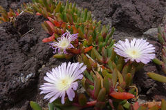 Disphyma australe australe