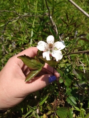 Rubus