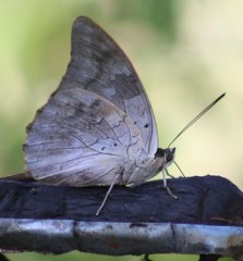 Archaeoprepona demophon centralis