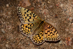 Speyeria callippe gallatini