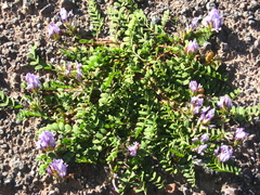 Astragalus oreades
