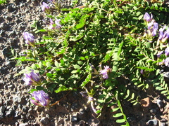 Astragalus oreades
