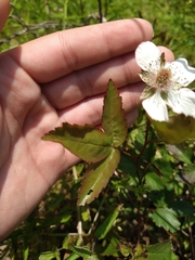 Rubus