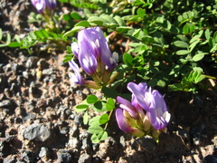 Astragalus oreades