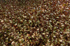 Samolus repens repens