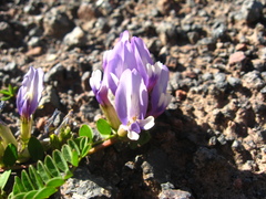 Astragalus oreades