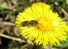 Lasioglossum laticeps