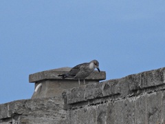 Larus fuscus