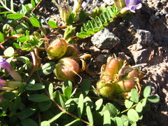 Astragalus oreades