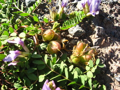 Astragalus oreades