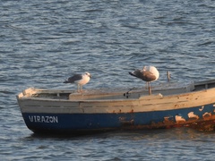 Larus michahellis