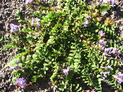 Astragalus oreades
