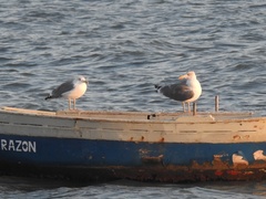 Larus michahellis