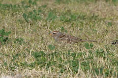 Zonotrichia leucophrys