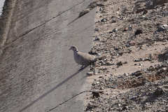 Streptopelia decaocto