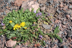 Astragalus oreades