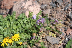 Astragalus oreades