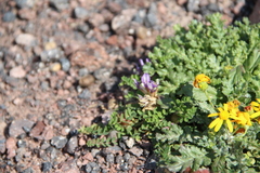 Astragalus oreades
