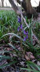 Hyacinthoides non-scripta