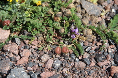 Astragalus oreades