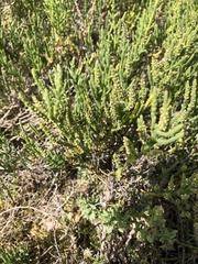 Arthroceras subterminale