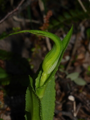 Pterostylis oliveri