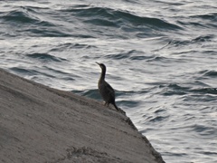 Gulosus aristotelis