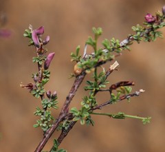 Indigofera spinescens