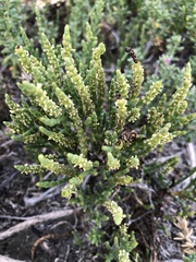 Arthroceras subterminale