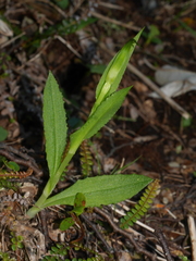 Pterostylis oliveri