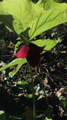 Trillium vaseyi