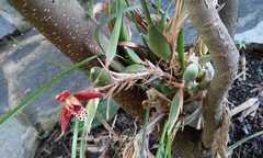 Maxillaria tenuifolia